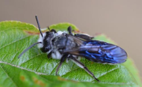 Andrena sp.